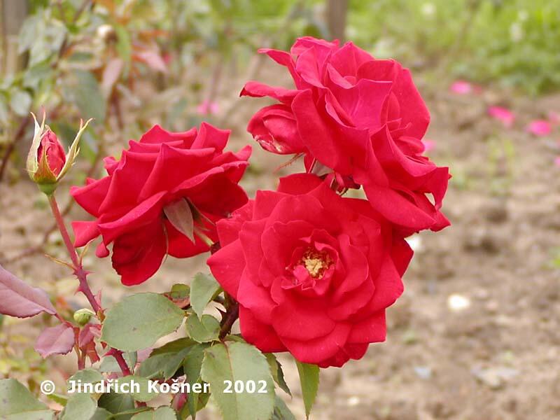 Růže velkokvětá 'Rue of Buisman' - Rosa VK 'Rue of Buisman'