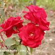 Růže velkokvětá 'Rue of Buisman' - Rosa VK 'Rue of Buisman'