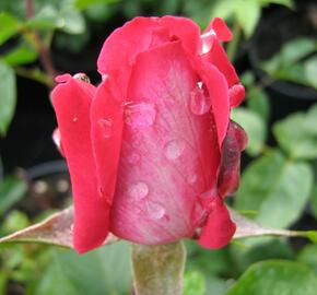 Růže velkokvětá 'Rose Gaujard' - Rosa VK 'Rose Gaujard'