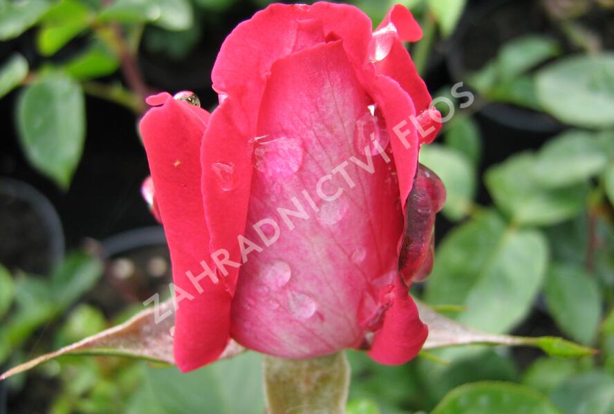 Růže velkokvětá 'Rose Gaujard' - Rosa VK 'Rose Gaujard'