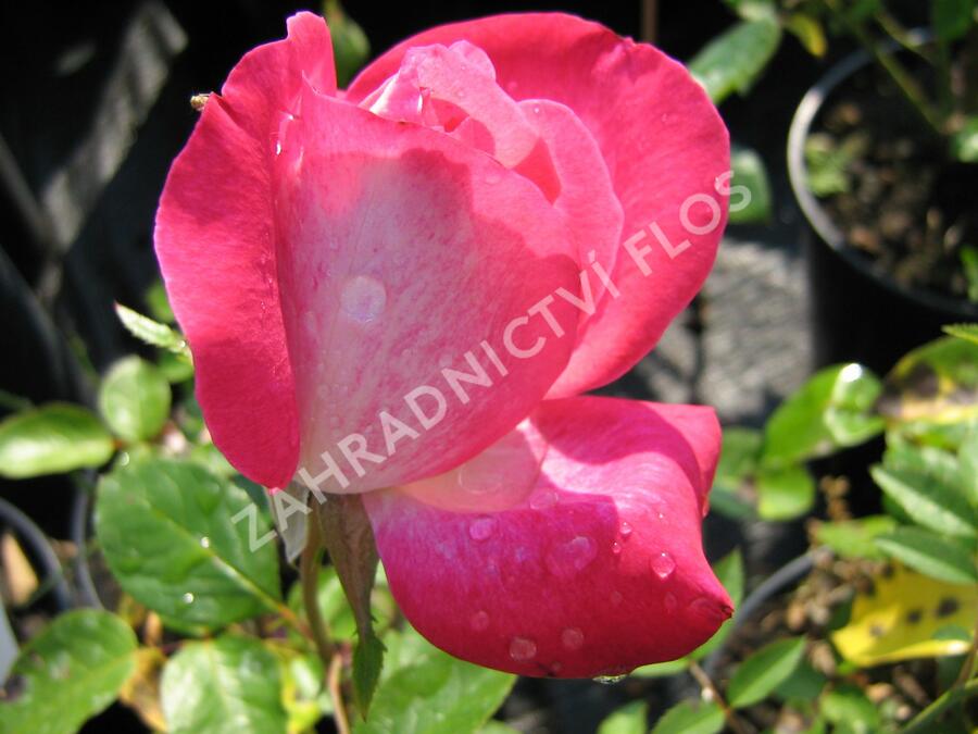 Růže velkokvětá 'Rose Gaujard' - Rosa VK 'Rose Gaujard'