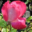 Růže velkokvětá 'Rose Gaujard' - Rosa VK 'Rose Gaujard'