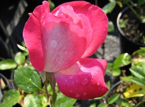 Růže velkokvětá 'Rose Gaujard' - Rosa VK 'Rose Gaujard'