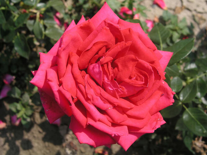 Růže velkokvětá 'Red Devil' - Rosa VK 'Red Devil'
