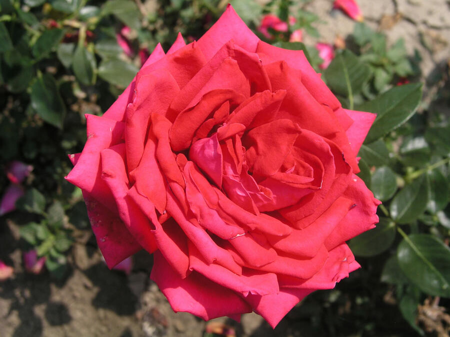 Růže velkokvětá 'Red Devil' - Rosa VK 'Red Devil'