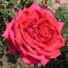 Růže velkokvětá 'Red Devil' - Rosa VK 'Red Devil'