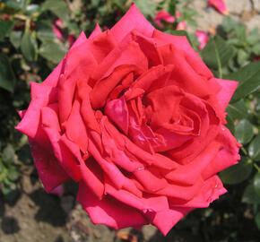 Růže velkokvětá 'Red Devil' - Rosa VK 'Red Devil'