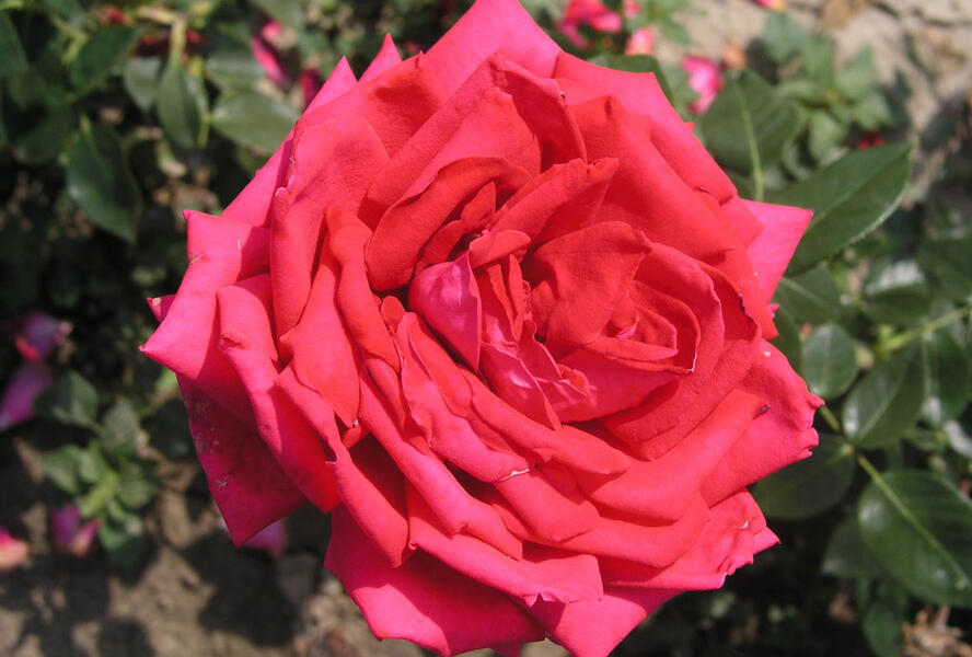 Růže velkokvětá 'Red Devil' - Rosa VK 'Red Devil' | Zahradnictví FLOS