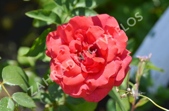 Růže velkokvětá 'Nottingam' - Rosa VK 'Nottingam'