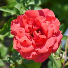 Růže velkokvětá 'Nottingam' - Rosa VK 'Nottingam'