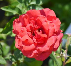 Růže velkokvětá 'Nottingam' - Rosa VK 'Nottingam'