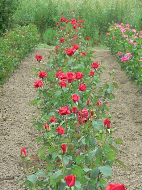 Růže velkokvětá 'Nottingam' - Rosa VK 'Nottingam'