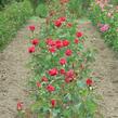 Růže velkokvětá 'Nottingam' - Rosa VK 'Nottingam'