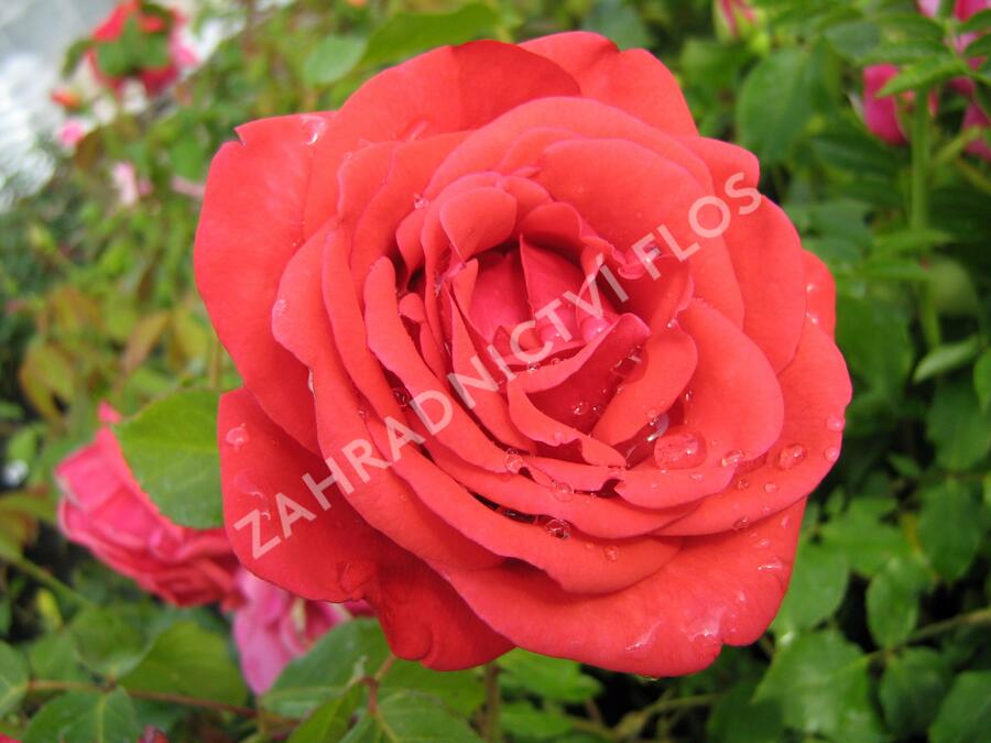 Růže velkokvětá 'Nottingam' - Rosa VK 'Nottingam'