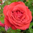 Růže velkokvětá 'Nottingam' - Rosa VK 'Nottingam'