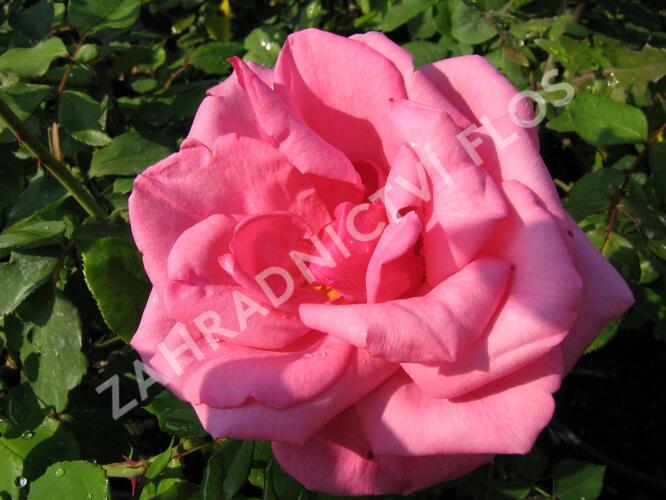 Růže velkokvětá 'Morava' - Rosa VK 'Morava'