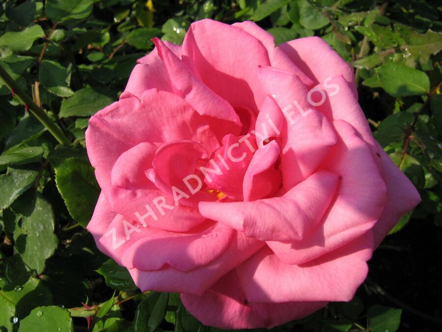 Růže velkokvětá 'Morava' - Rosa VK 'Morava'