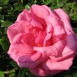 Růže velkokvětá 'Morava' - Rosa VK 'Morava'