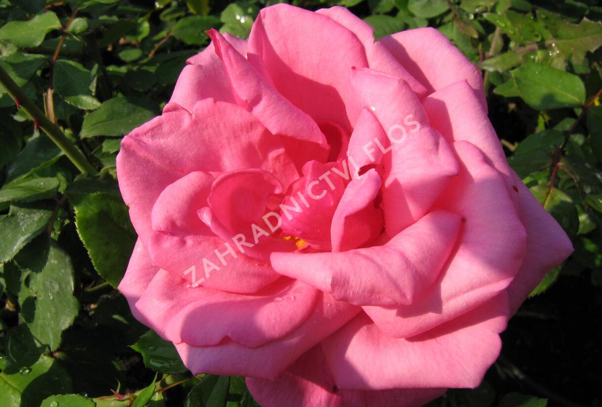 Růže velkokvětá 'Morava' - Rosa VK 'Morava'