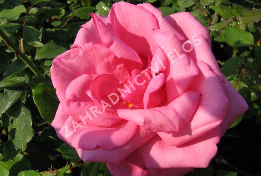 Růže velkokvětá 'Morava' - Rosa VK 'Morava'