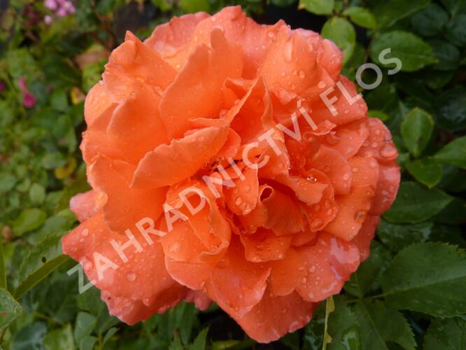 Růže velkokvětá 'Janina de Pearl' - Rosa VK 'Janina de Pearl'