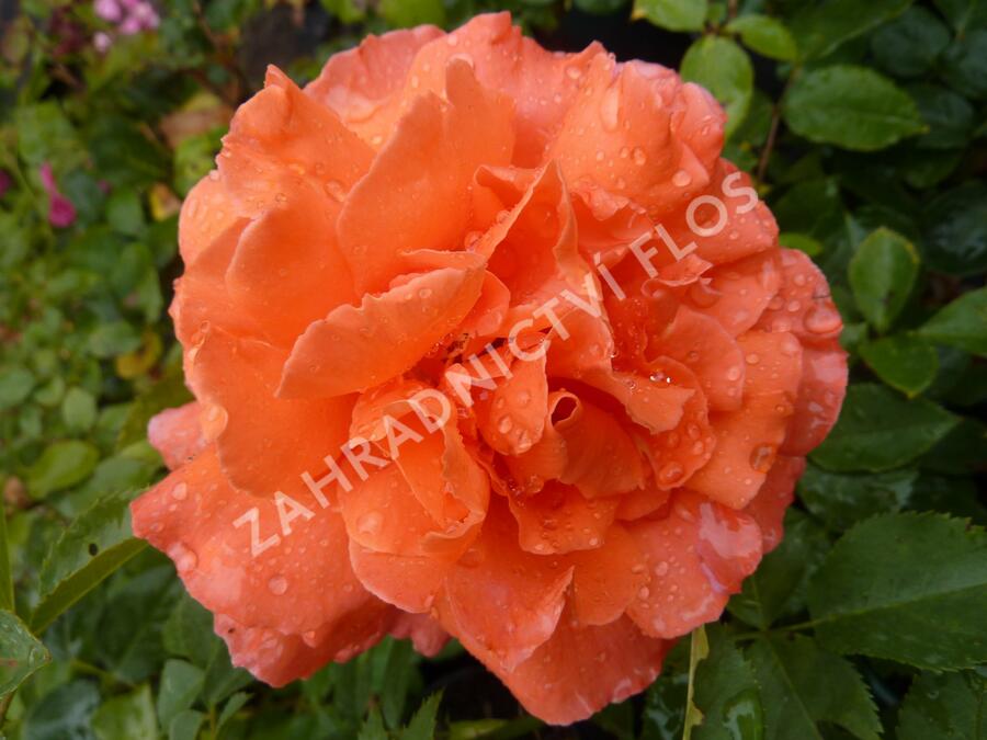 Růže velkokvětá 'Janina de Pearl' - Rosa VK 'Janina de Pearl'