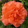 Růže velkokvětá 'Janina de Pearl' - Rosa VK 'Janina de Pearl'