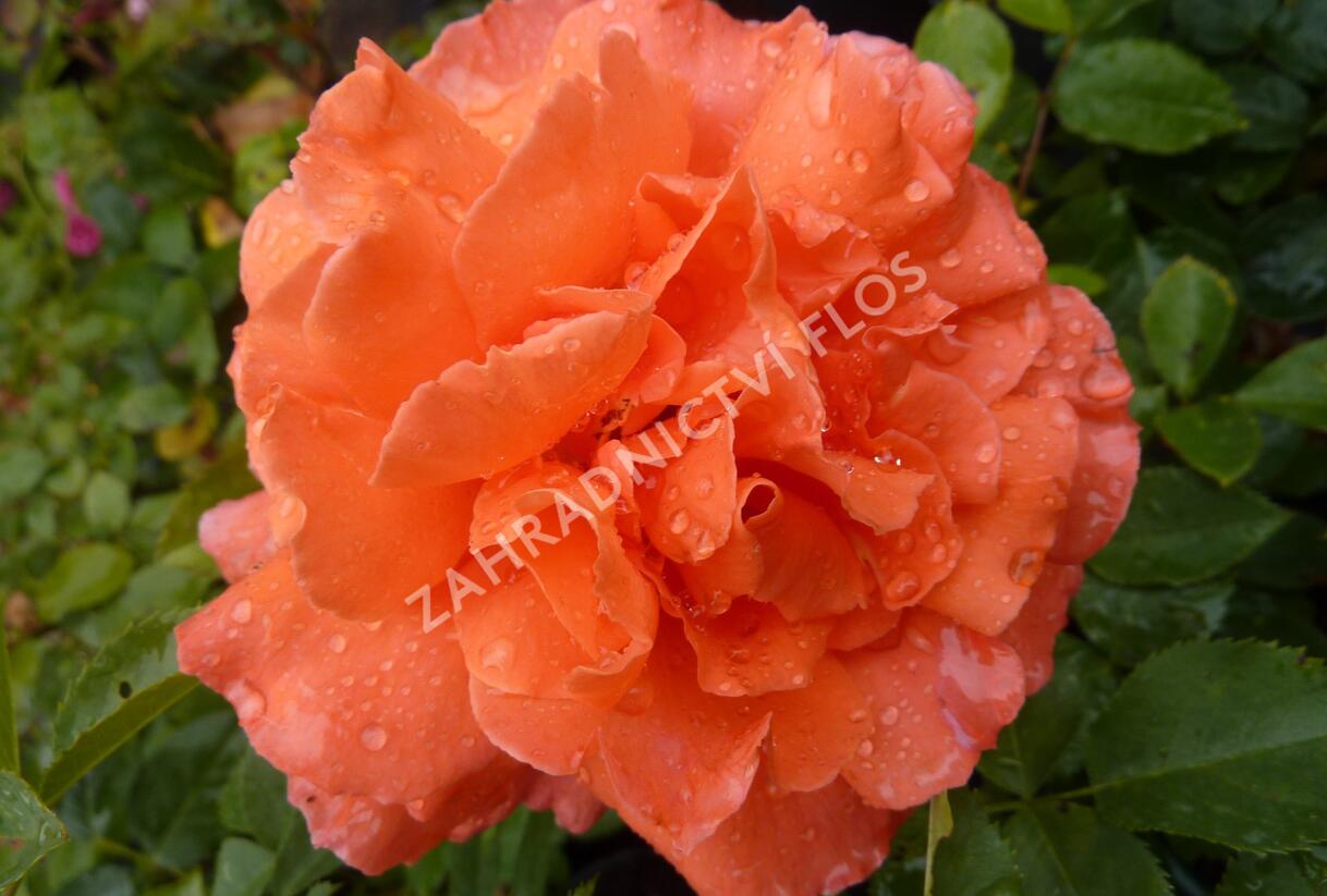 Růže velkokvětá 'Janina de Pearl' - Rosa VK 'Janina de Pearl'