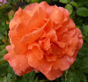 Růže velkokvětá 'Janina de Pearl' - Rosa VK 'Janina de Pearl'