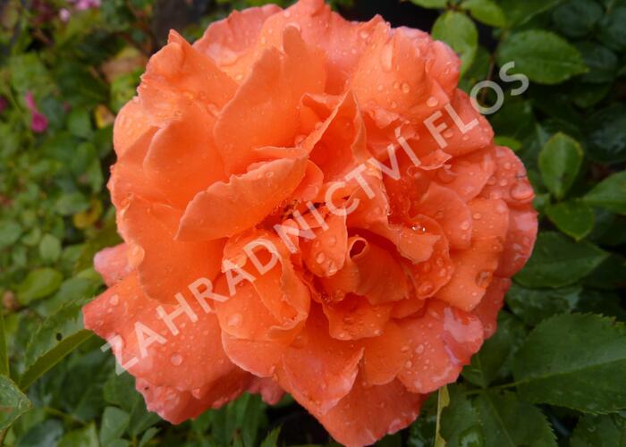 Růže velkokvětá 'Janina de Pearl' - Rosa VK 'Janina de Pearl'