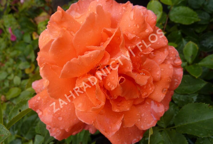 Růže velkokvětá 'Janina de Pearl' - Rosa VK 'Janina de Pearl'