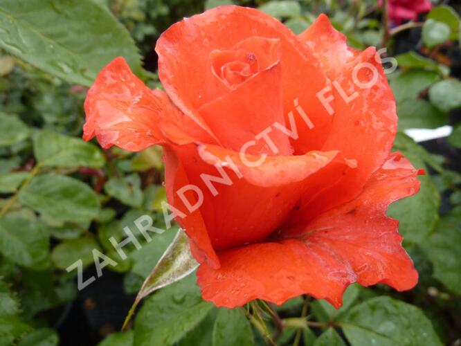 Růže velkokvětá 'Holštýnská Perla' - Rosa VK 'Holštýnská Perla'