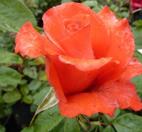 Růže velkokvětá 'Holštýnská Perla' - Rosa VK 'Holštýnská Perla'