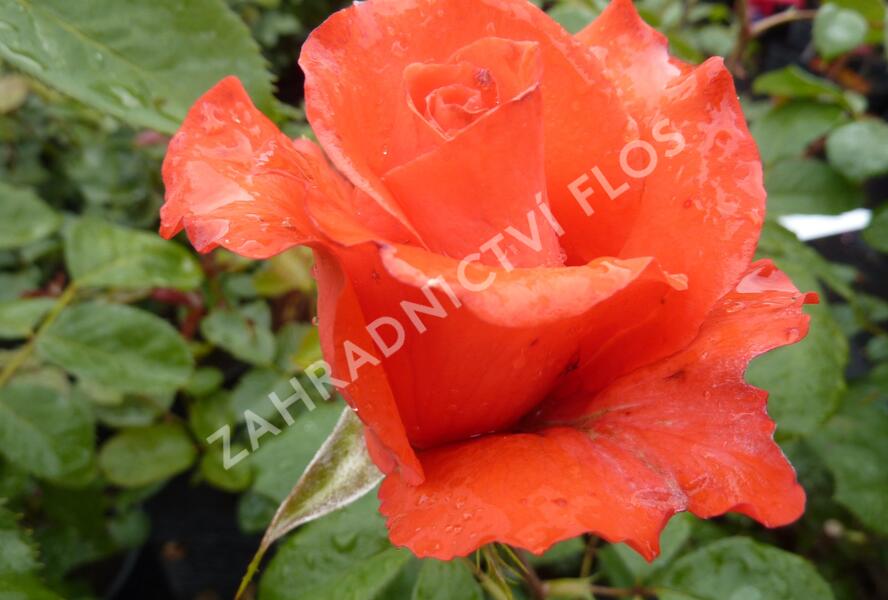 Růže velkokvětá 'Holštýnská Perla' - Rosa VK 'Holštýnská Perla'