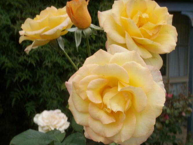 Růže velkokvětá 'Gold Medal' - Rosa VK 'Gold Medal'