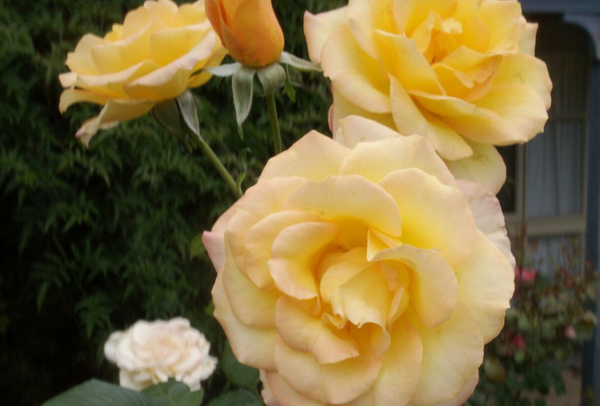 Růže velkokvětá 'Gold Medal' - Rosa VK 'Gold Medal'