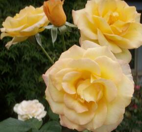 Růže velkokvětá 'Gold Medal' - Rosa VK 'Gold Medal'
