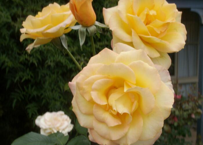 Růže velkokvětá 'Gold Medal' - Rosa VK 'Gold Medal'