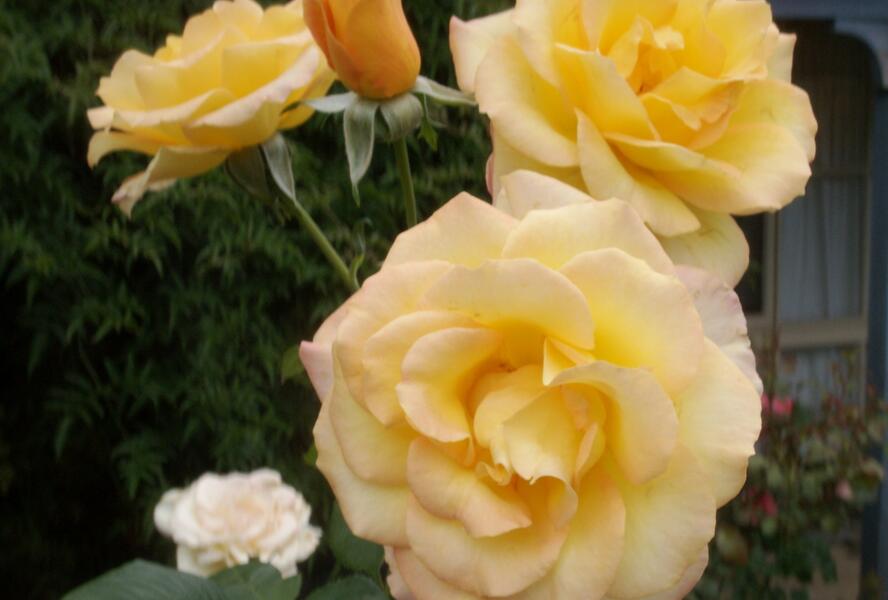 Růže velkokvětá 'Gold Medal' - Rosa VK 'Gold Medal'