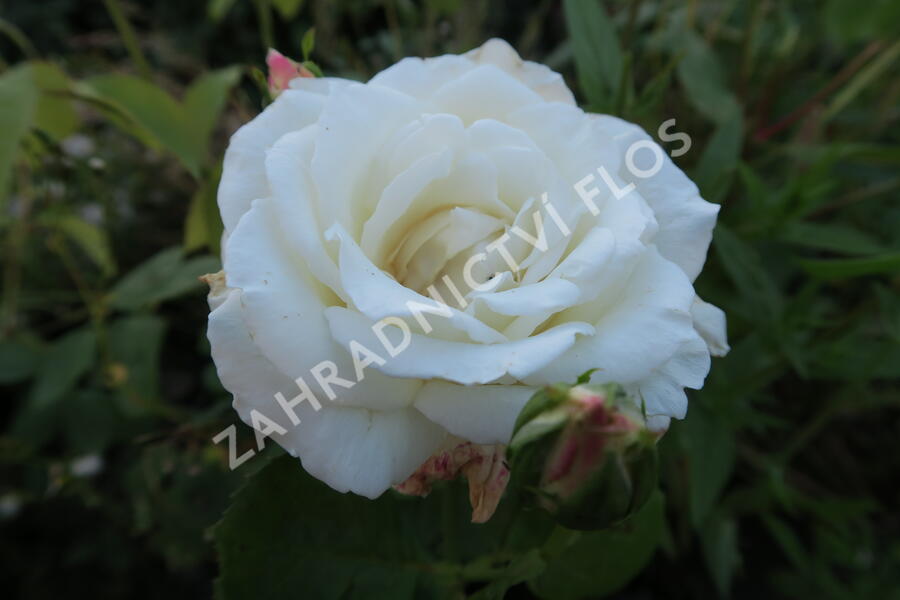 Růže velkokvětá 'Galahad' - Rosa VK 'Galahad'