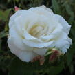 Růže velkokvětá 'Galahad' - Rosa VK 'Galahad'