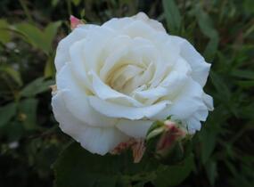 Růže velkokvětá 'Galahad' - Rosa VK 'Galahad'