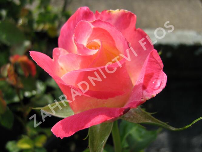 Růže velkokvětá 'Double Delight' - Rosa VK 'Double Delight'