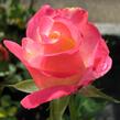 Růže velkokvětá 'Double Delight' - Rosa VK 'Double Delight'