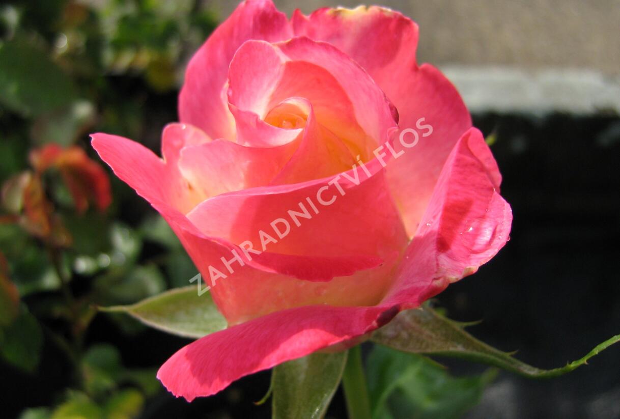 Růže velkokvětá 'Double Delight' - Rosa VK 'Double Delight'