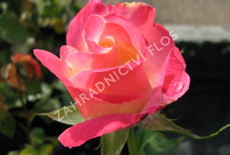 Růže velkokvětá 'Double Delight' - Rosa VK 'Double Delight'
