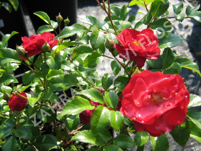 Růže mnohokvětá 'Terasa' - Rosa MK 'Terasa'