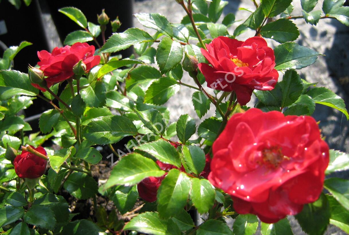 Růže mnohokvětá 'Terasa' - Rosa MK 'Terasa'