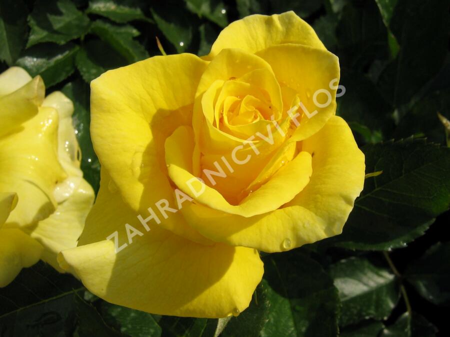 Růže mnohokvětá 'Sunflare' - Rosa MK 'Sunflare'