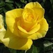 Růže mnohokvětá 'Sunflare' - Rosa MK 'Sunflare'